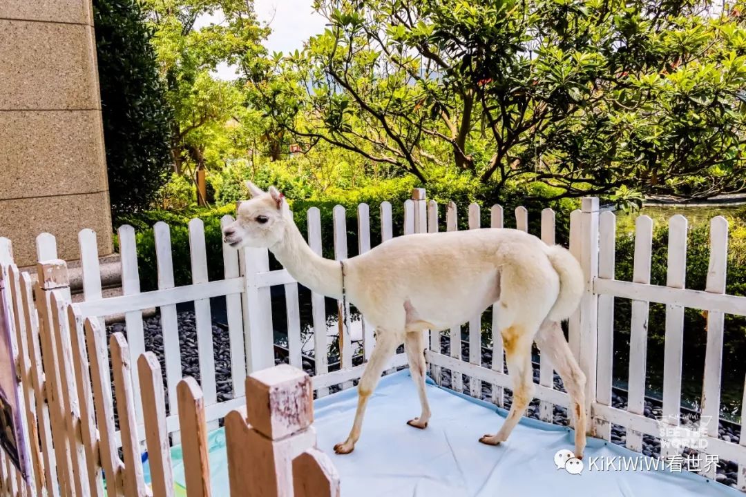 舟山威斯汀离普陀山远吗,舟山威斯汀对应的岛