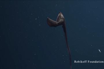 世界上长得像外星人的海洋生物,外星海洋生物图片