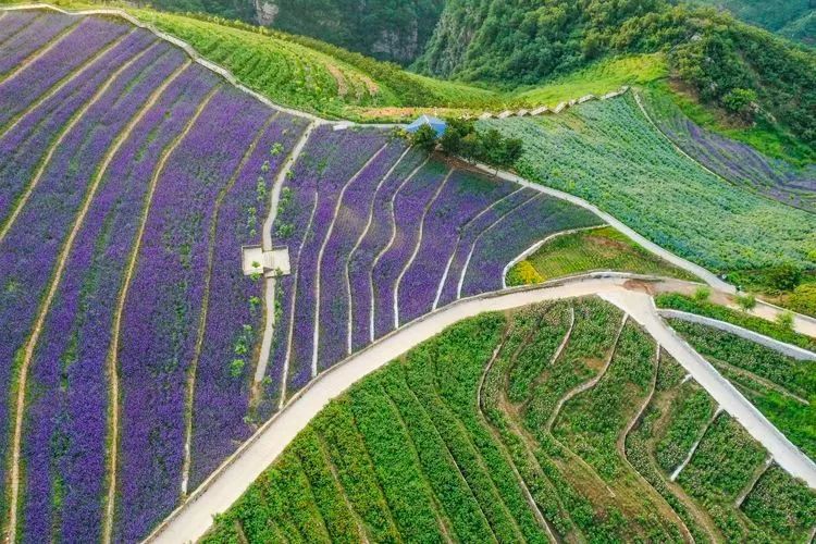 南天丽景绿溪谷,兴隆县南天丽景千亩花海