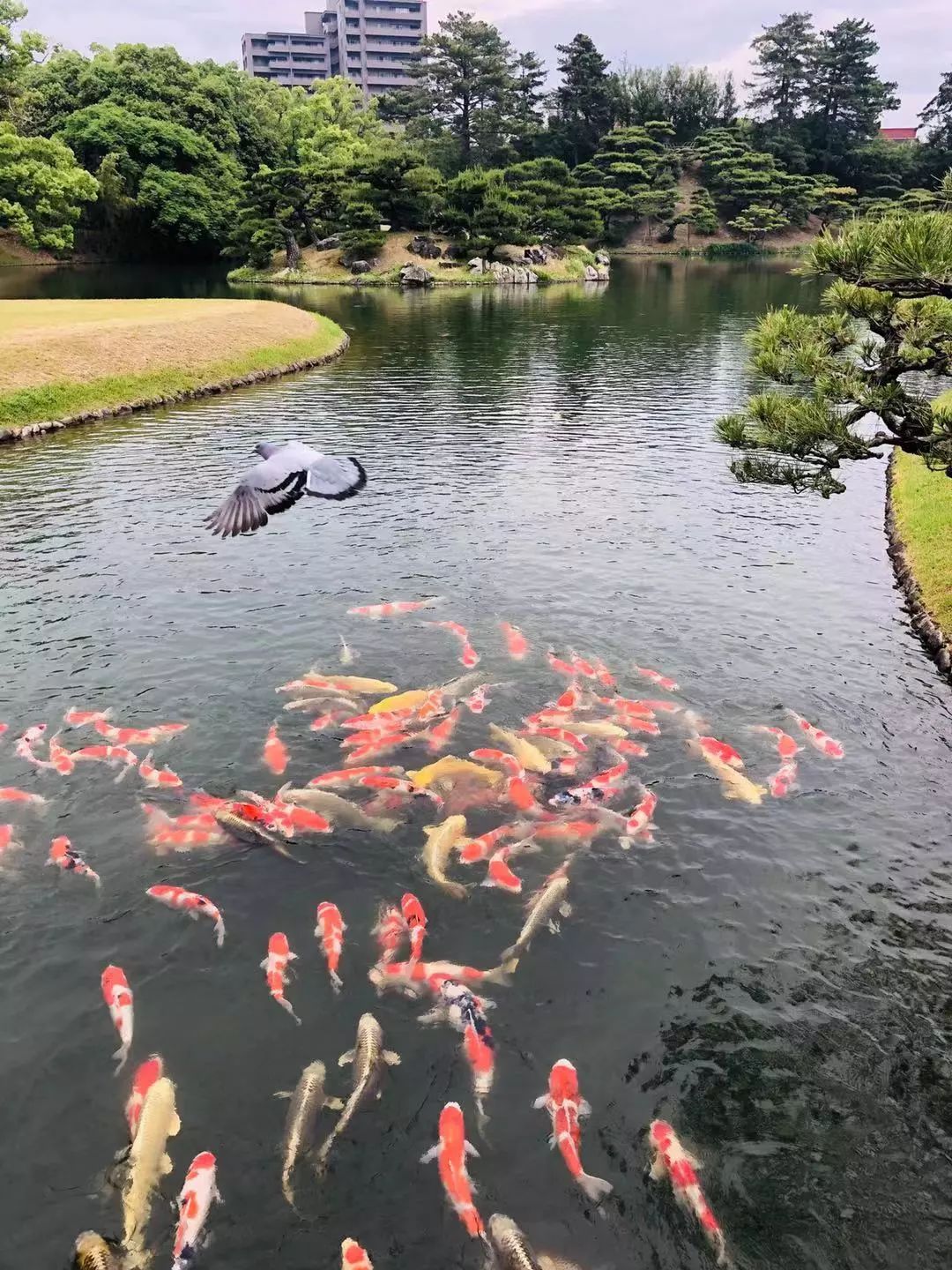 一枚熊孩子+三位高龄老人，携老扶幼的superhard模式，照样玩转日本自由行