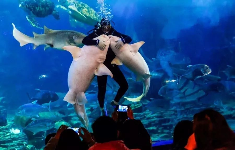 涓夌壒绱㈤亾2022涓氱哗,涓夌壒绱㈤亾涓氱哗棰勫憡