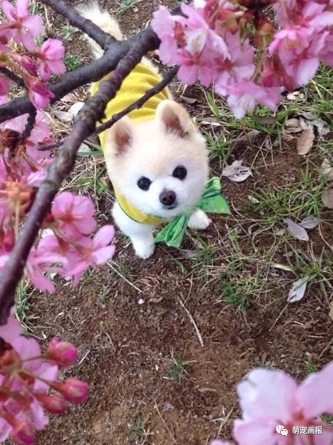 博美犬俊介君,日本博美犬俊介君