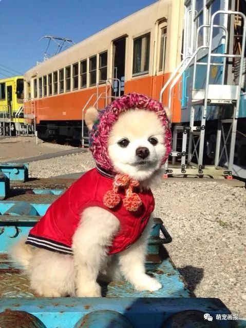 博美犬俊介君,日本博美犬俊介君