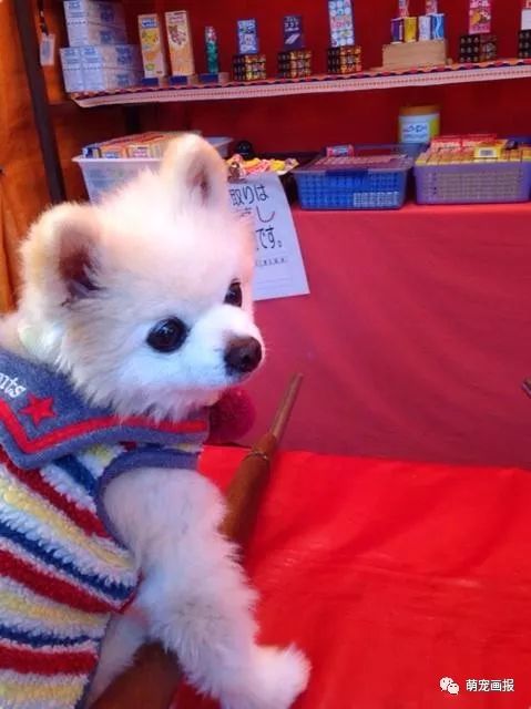 博美犬俊介君,日本博美犬俊介君