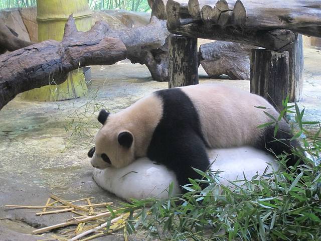 广东长隆亲子游推荐4-5天游,北京到广州长隆攻略亲子游三天