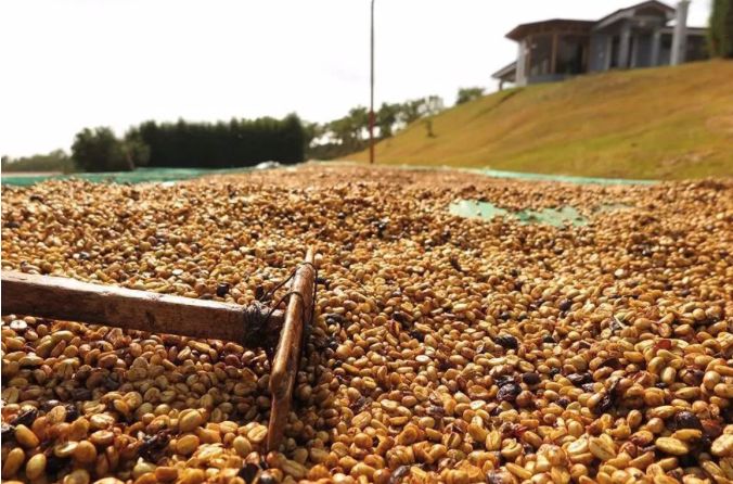 怎么选咖啡种类,咖啡入门怎么选