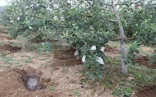 秋施基肥的六大忌,秋施基肥最佳时间开始了