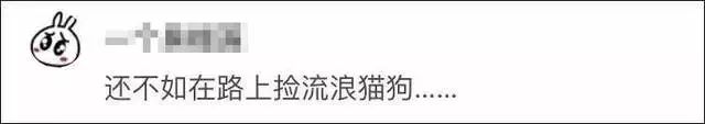 猫被领养后的真实生活,收养一只流浪猫几个月了野性难改