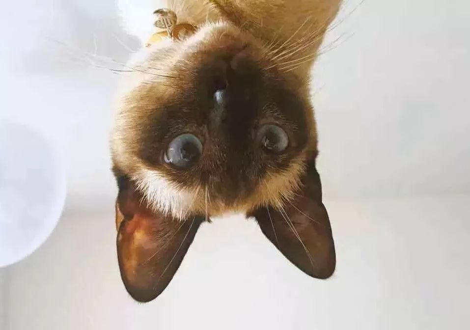 最全品牌攻略costco上海店开业,costco超市上海最新消息