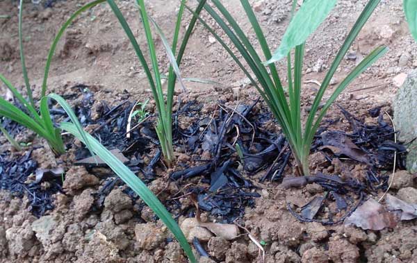 治菜青虫小土方，不用农药，也能省时省力去虫害