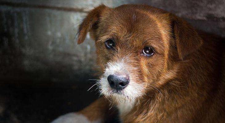 土狗贩子买的狗都拿去干嘛了,把狗卖给狗贩子后会怎么处理