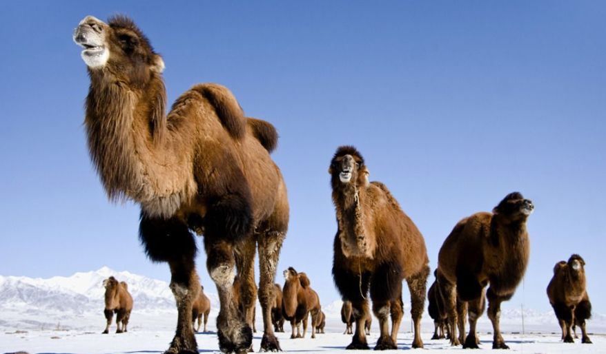 平湖免费景点推荐一下,平湖周边最近的动物园