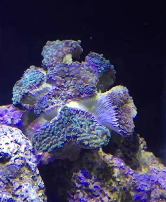 40方缸用背滤,小尺寸背滤