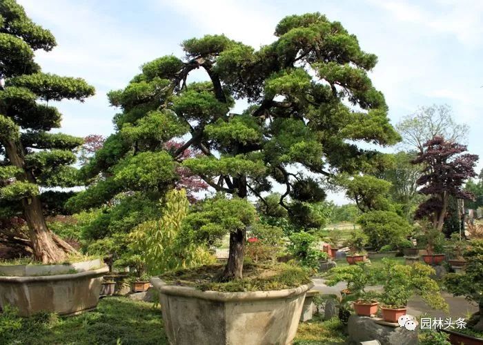 最适合做造型苗的10大树种