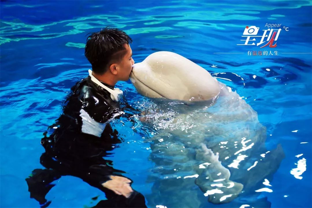 呈现|从海军战士到“海豚恋人”,人鱼相眷,恰似你的温柔……