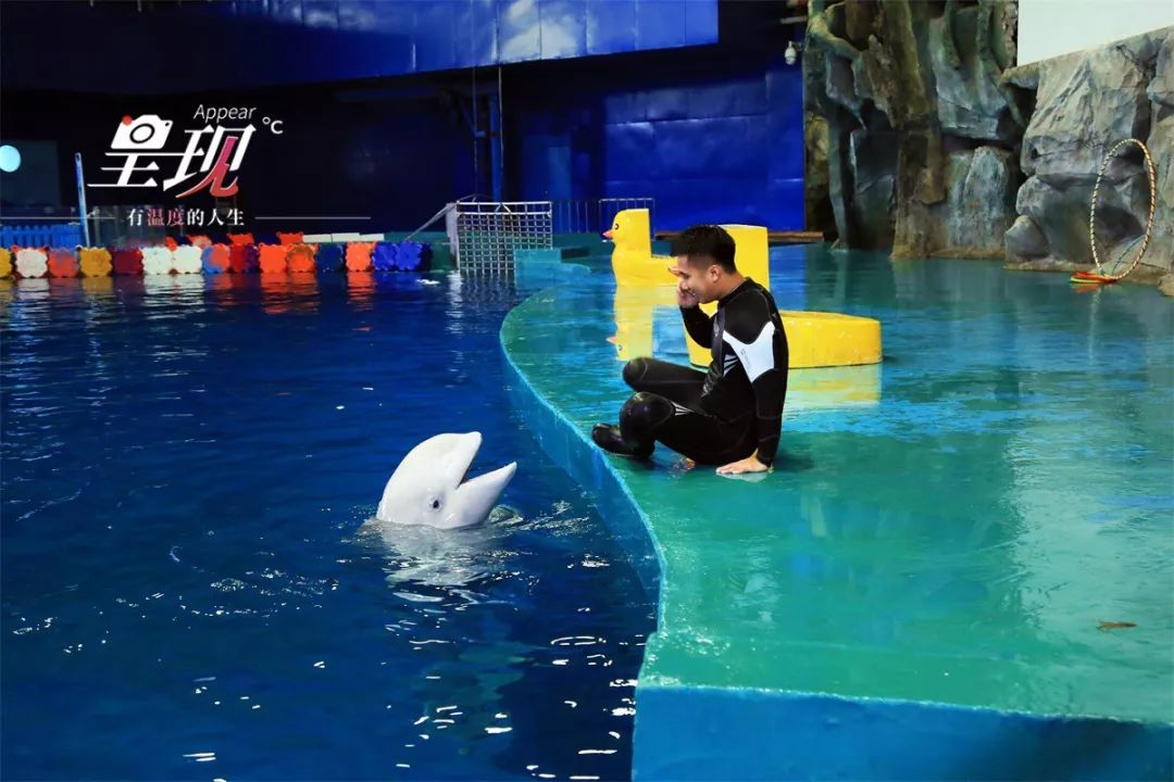 呈现|从海军战士到“海豚恋人”,人鱼相眷,恰似你的温柔……