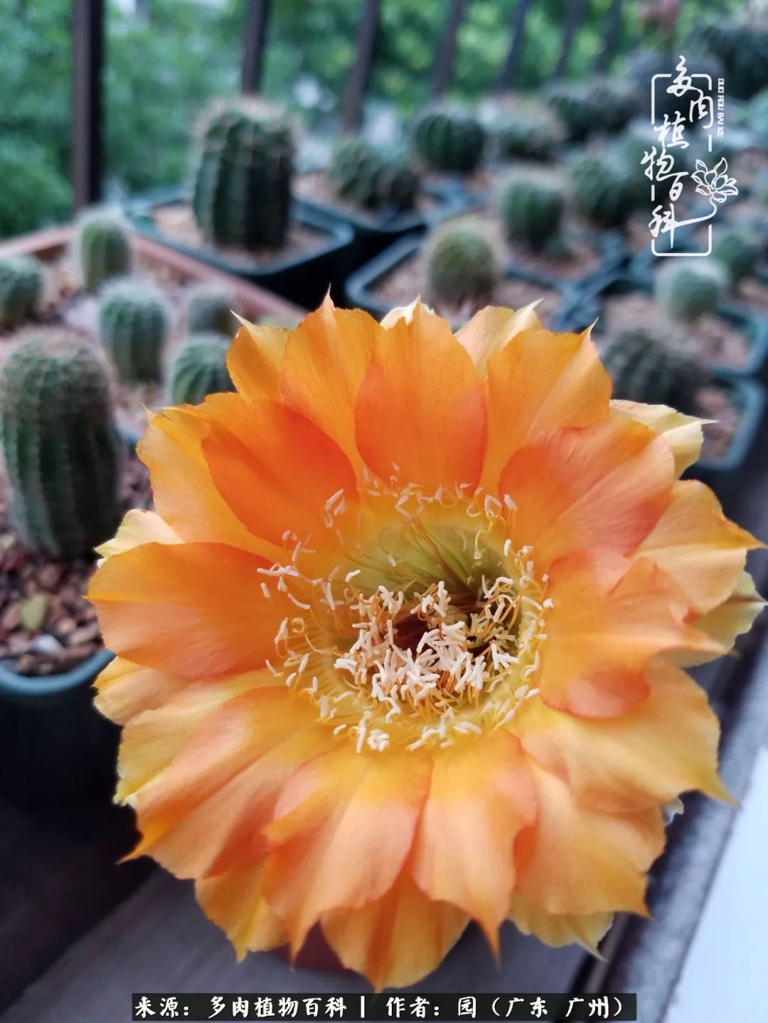 多肉粉色仙人球开花图片,开花最好看的多肉仙人球