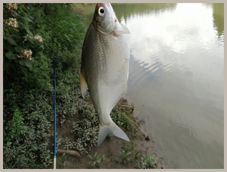 异地最后一次作钓，江鳊鱼获全部送邻居