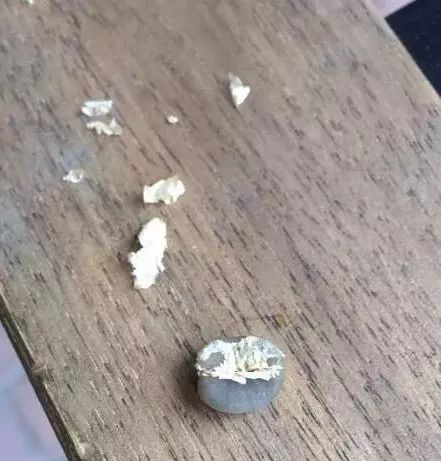 咖啡亲身体验制作过程,咖啡采摘方式及具体操作过程