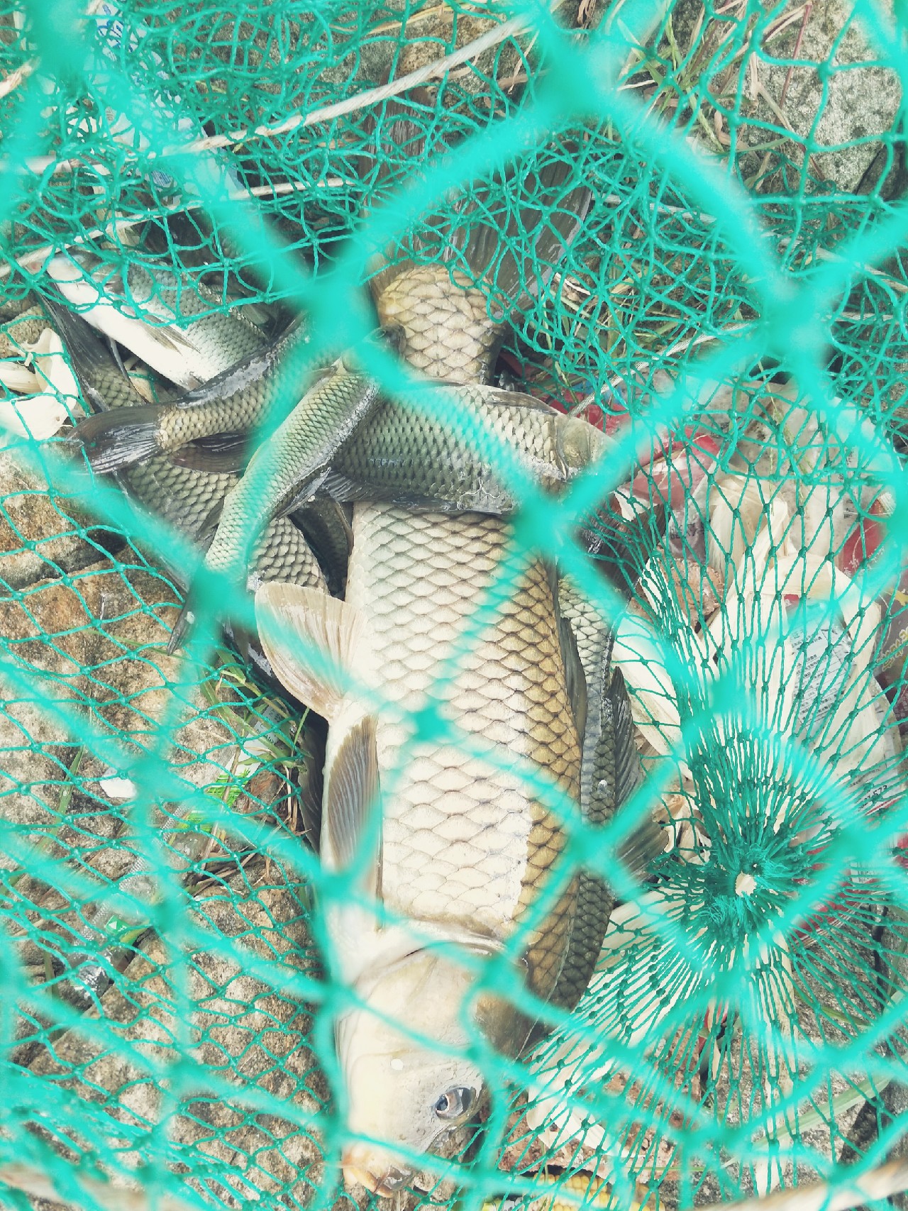 封竿一年后,封竿期钓鱼