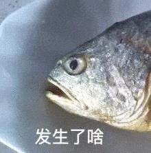 舶来品是真的吗,海外舶来品