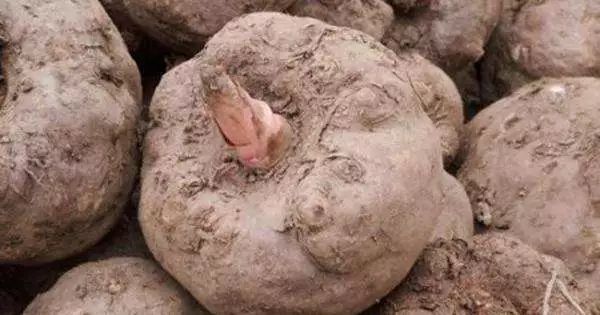 绾ょ淮榄旇妺,妞嶇墿绾ょ淮榄旇妺