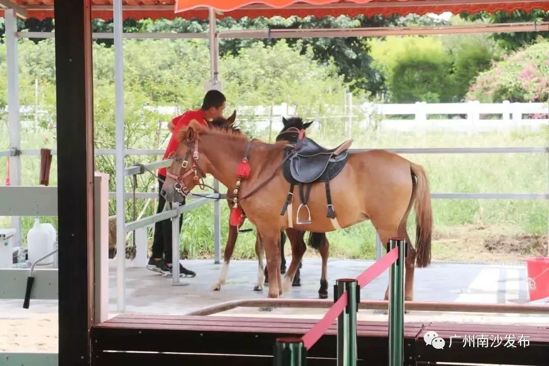 南沙百万葵园免费吗,南沙百万葵园开放时间最新