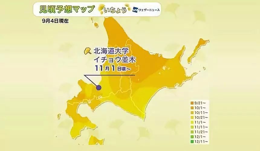 日本银杏叶保存,2019日本赏银杏