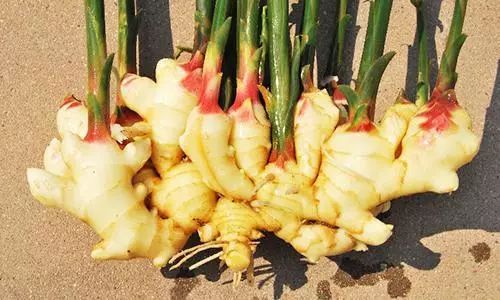 种一亩姜卖多少钱能保本,种姜多少钱不赔本