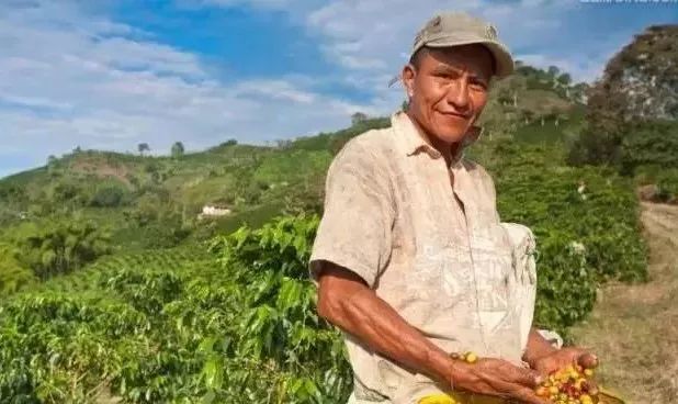 为什么游客都喜欢哥伦比亚,哥伦比亚咖啡的口感与特点