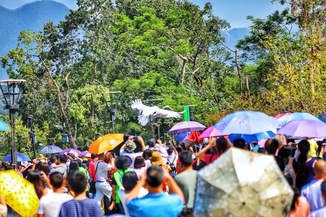 肇庆鼎湖重阳登高,中秋肇庆去哪玩