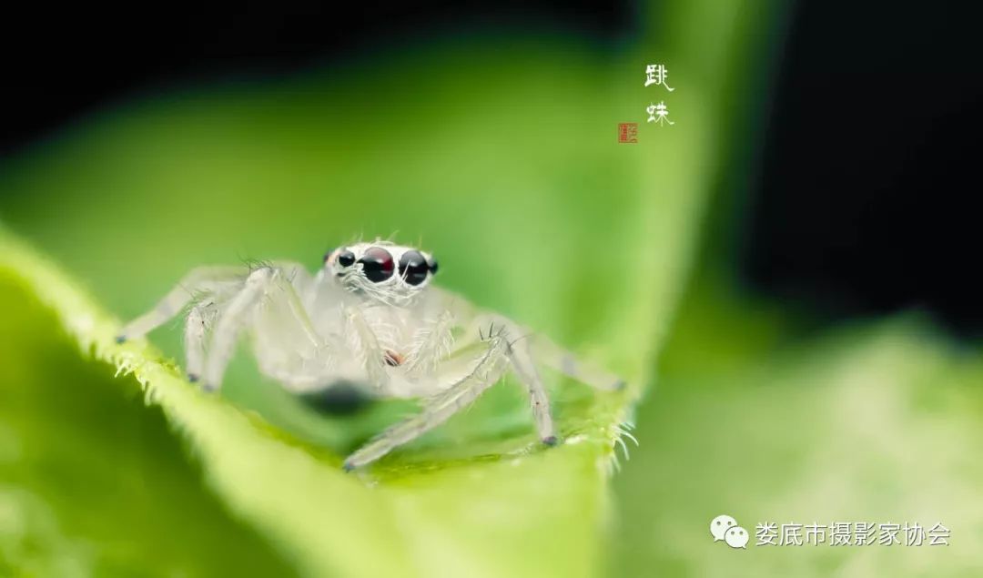 生态娄底美丽家园——【壮丽70年奋斗新时代】娄底首届风光摄影作品展览生态小品作品选登