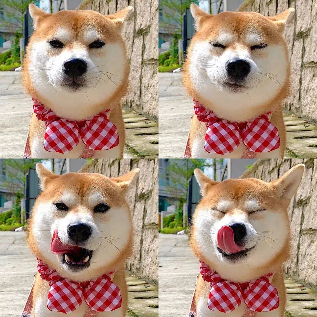 狗狗舌头的秘密居然有7个,汪星人有哪些秘密