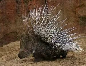 养殖“另类”小猪，开设“另类”美食农家乐！这个“另类”老板不一般