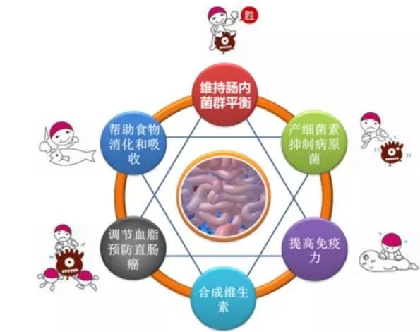 为什么喝乳酸菌奶能改善肠道,酸奶和乳酸菌是一回事吗