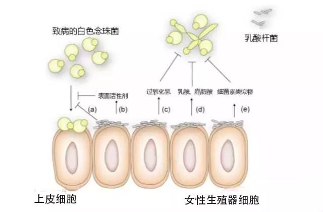 为什么喝乳酸菌奶能改善肠道,酸奶和乳酸菌是一回事吗