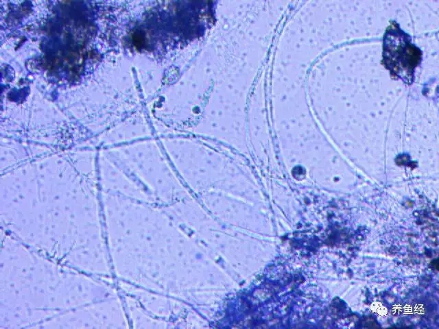 气温升高了需要进行病虫害防治吗,天气冷预防病虫害的措施