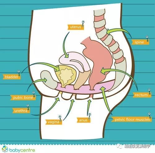 怎样做凯格尔运动（盆底运动）？