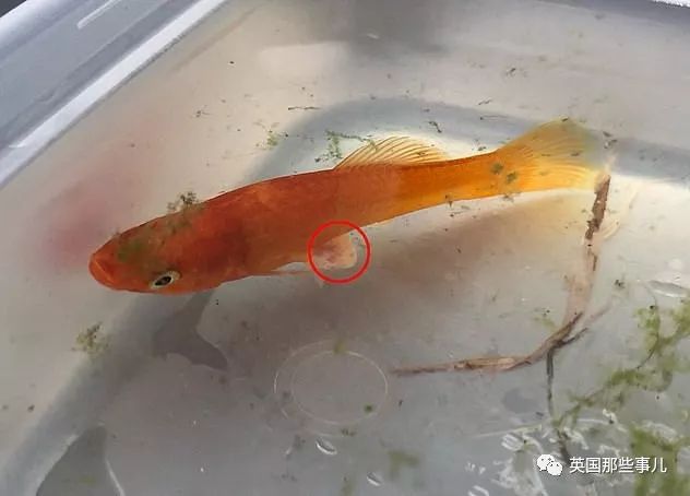 金鱼肚子里长肿瘤,金鱼肚子上长肿瘤