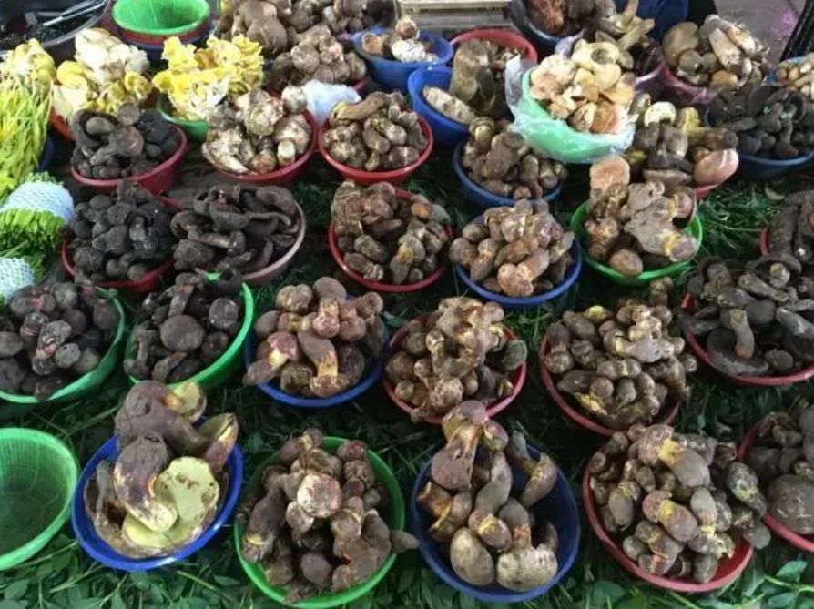 云南真的有很多毒蘑菇吗,云南的蘑菇真的那么毒吗