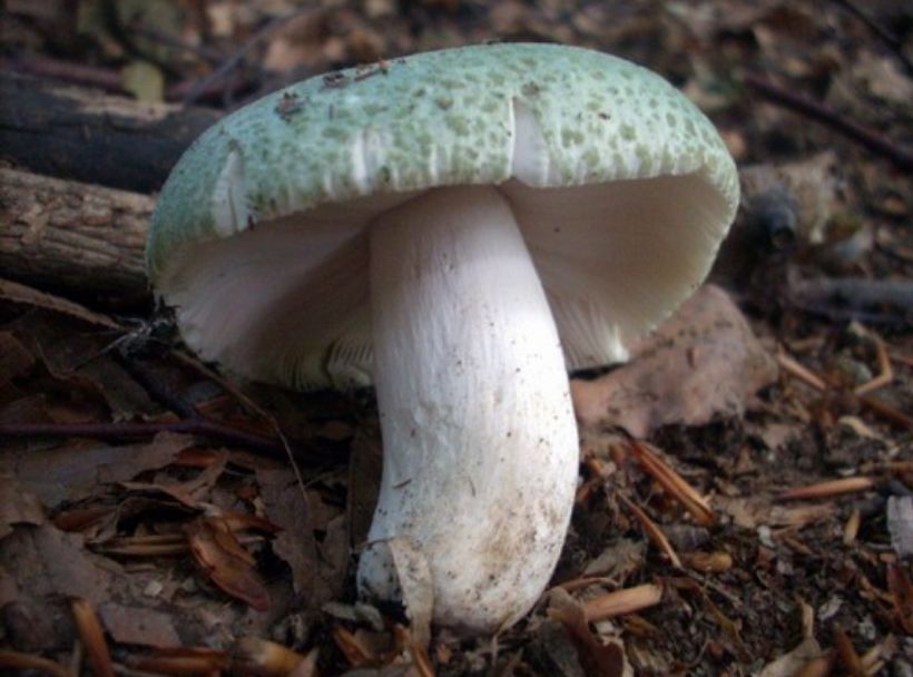云南真的有很多毒蘑菇吗,云南的蘑菇真的那么毒吗