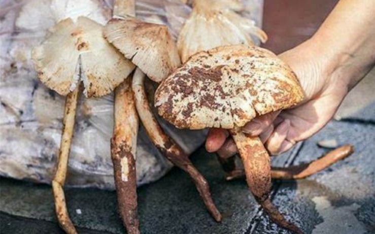 云南真的有很多毒蘑菇吗,云南的蘑菇真的那么毒吗