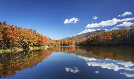 日本银杏叶保存,2019日本赏银杏