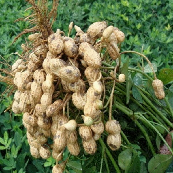 指天椒生长所需氮磷钾比例,八棱瓜所需的氮磷钾比例