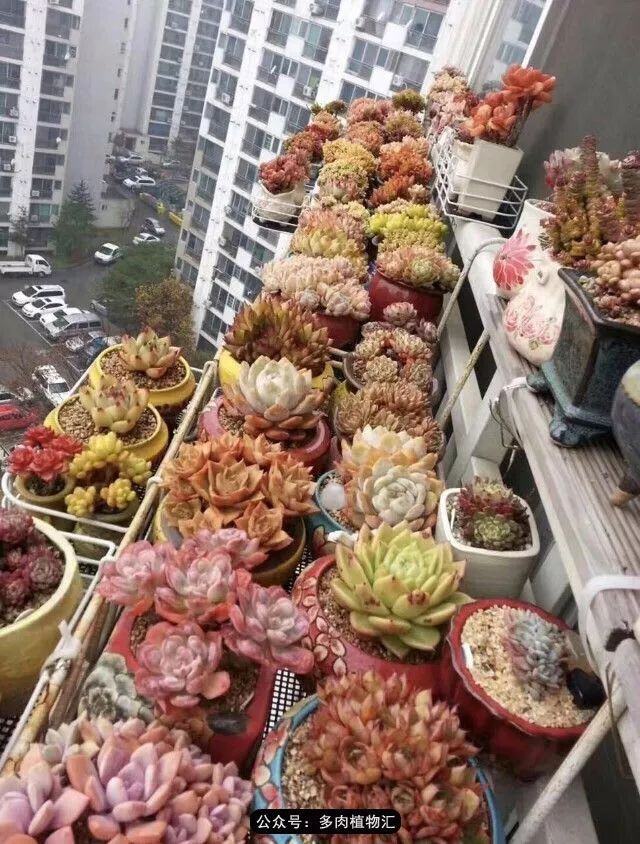 阳台如何让它变得很漂亮,怎么让阳台能种更多花