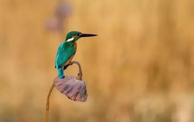 中国农民丰收节秋分节气同一天,二十四节气秋分也是农民丰收节