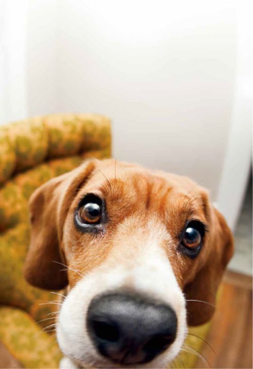 鑰佸笀鎴戠殑浣滀笟琚嫍鍟冧簡,鑰佸笀鎴戠殑浣滀笟琚嫍鍚冧簡