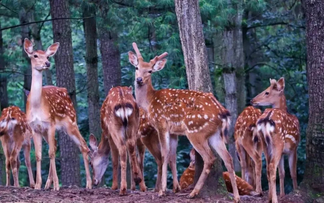 畅玩云南,畅玩永鸿动物园