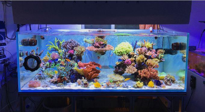 1.5米的大缸,1.5米大缸溪流造景