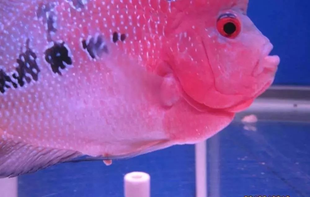 梭菌性肠炎的症状用什么药治疗,慢性肠炎怎么治疗好能彻底去根